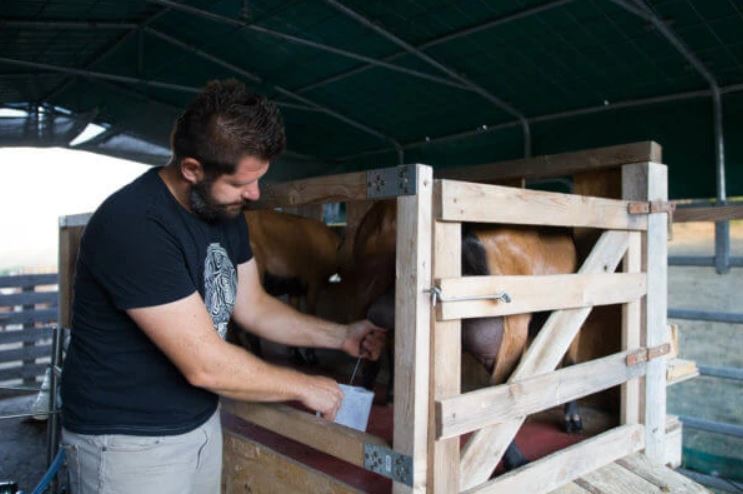 Výstřižek člupy do článku proč nepasterizujeme kolostrum